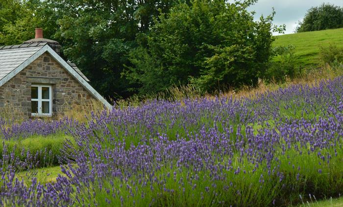 Lavender rows
